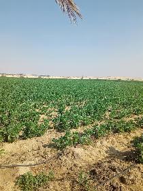 فرصه جديده لعشاق الاستثمار