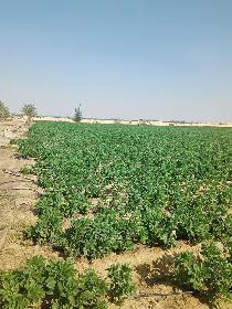 فرصه جديده لعشاق الاستثمار
