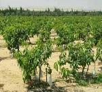 اراضي للبيع بالتقسيط في 